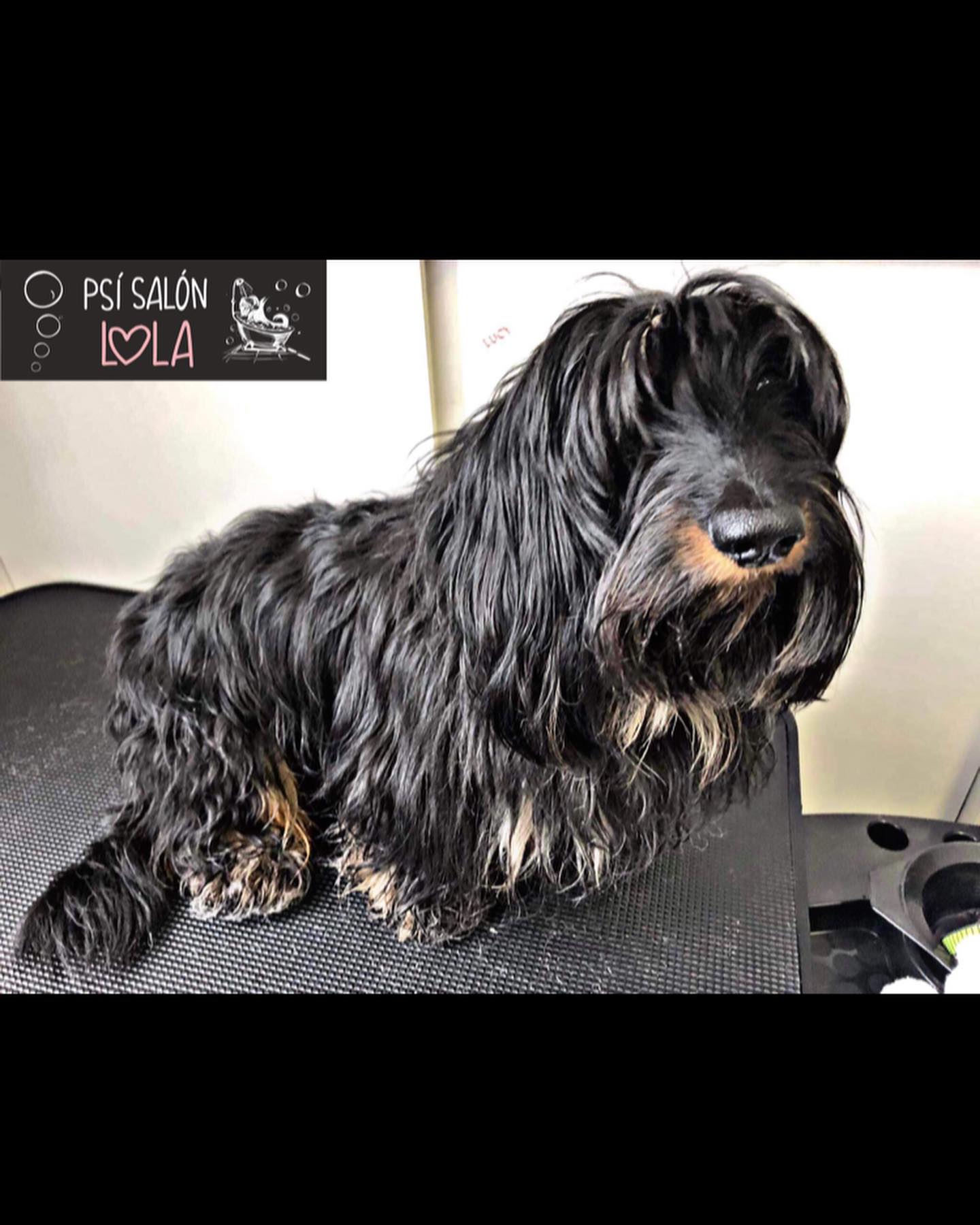 Úprava mazlíčka — Psí salon Lola Jičín