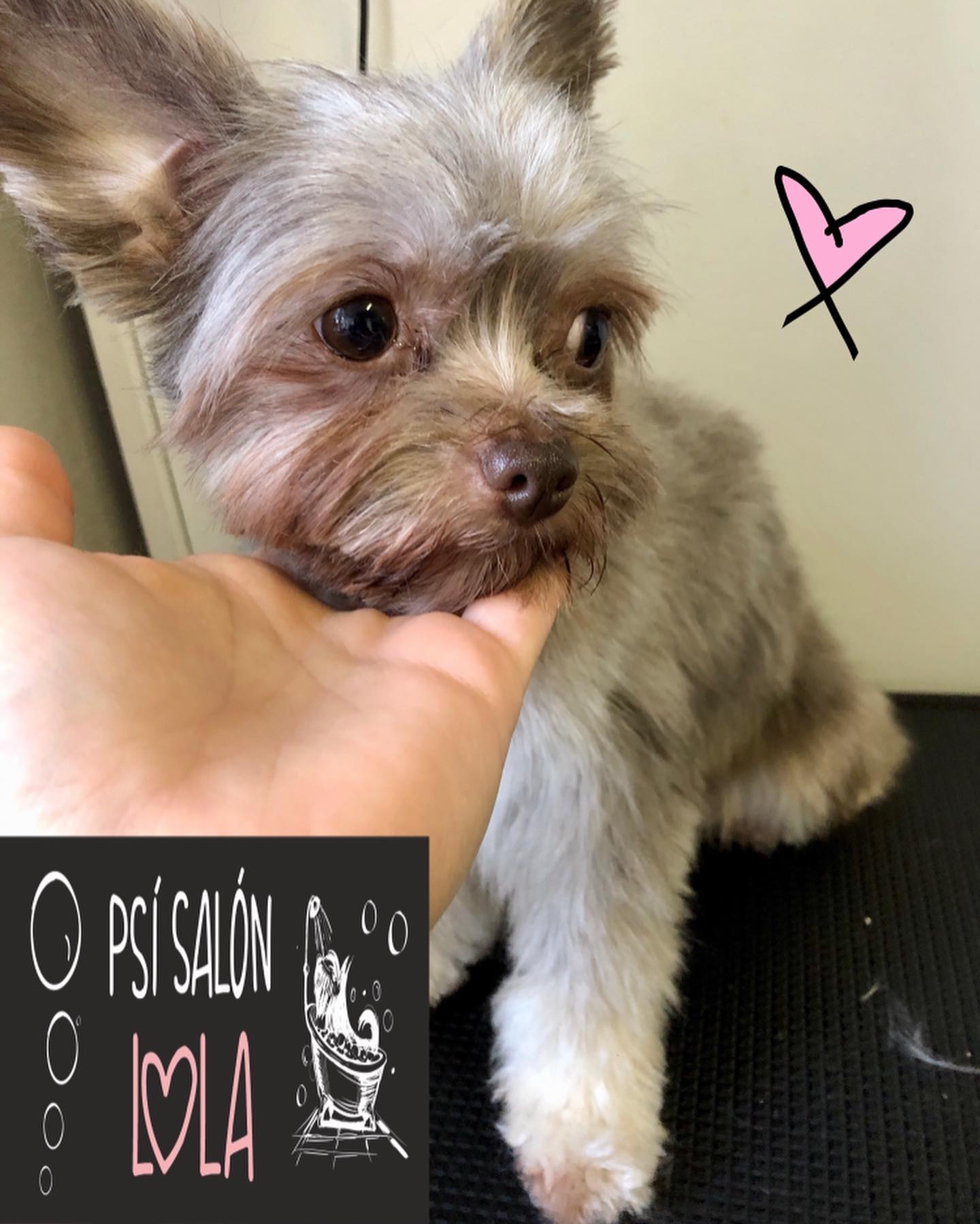 Úprava mazlíčka — Psí salon Lola Jičín
