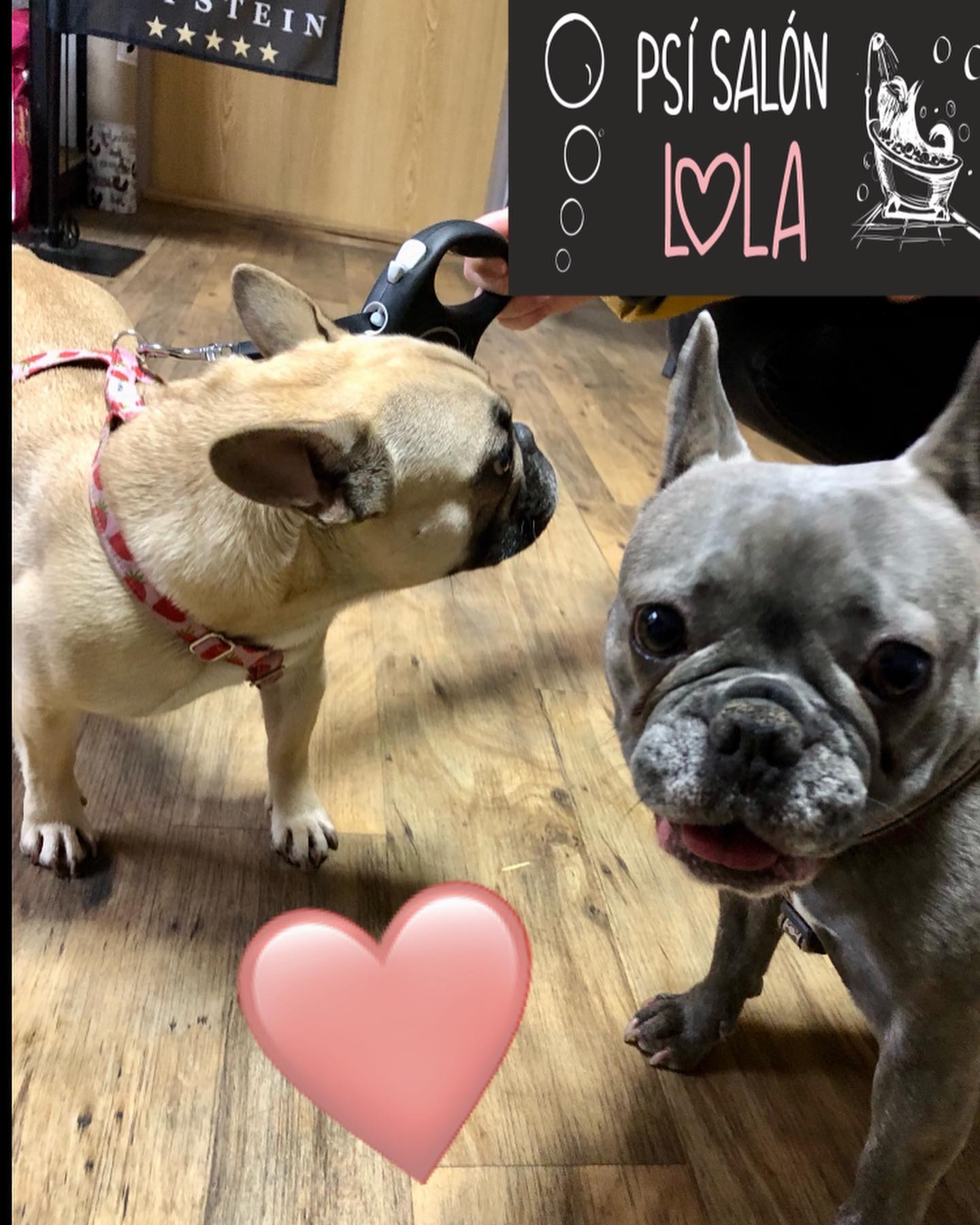 Úprava mazlíčka — Psí salon Lola Jičín