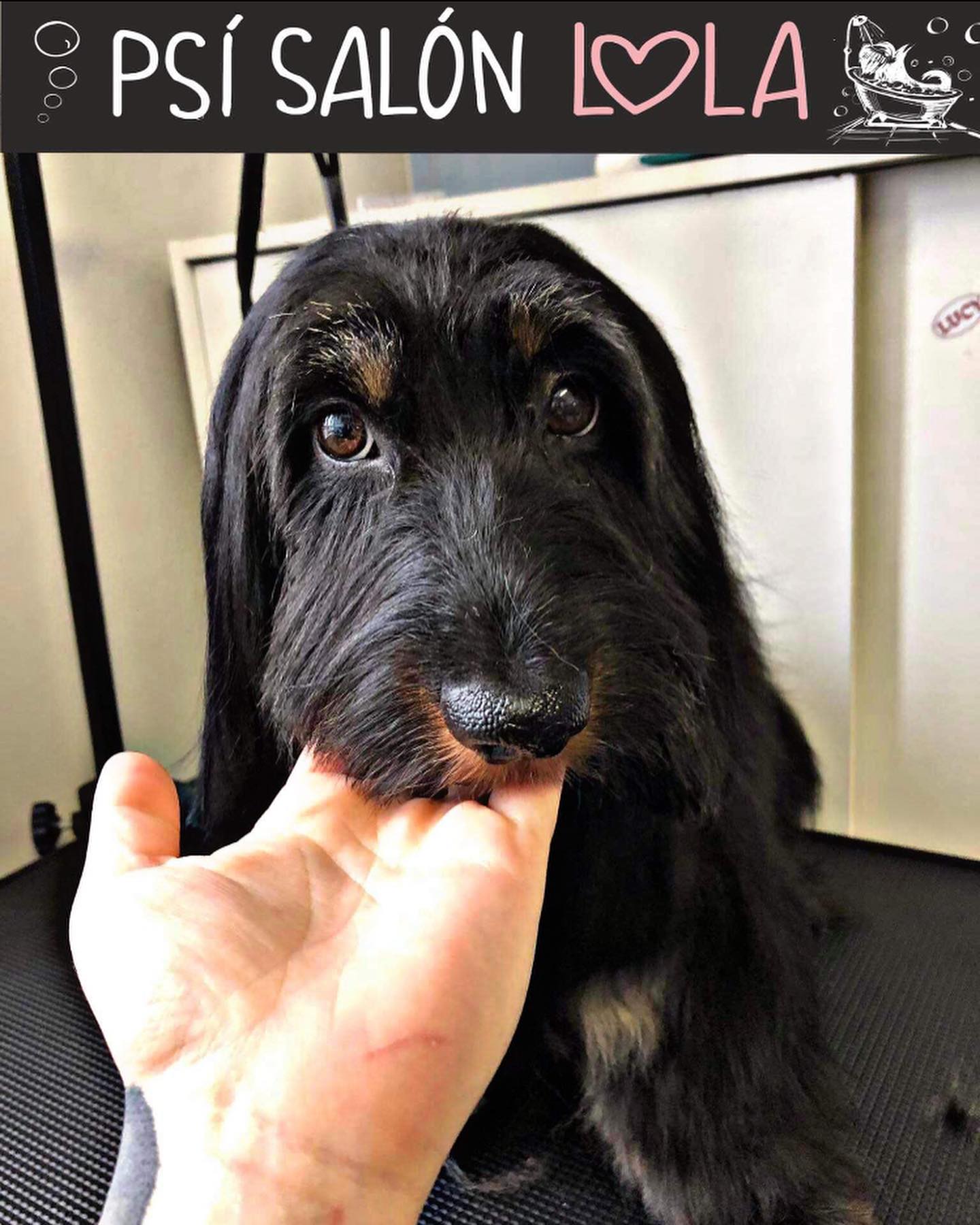 Úprava mazlíčka — Psí salon Lola Jičín