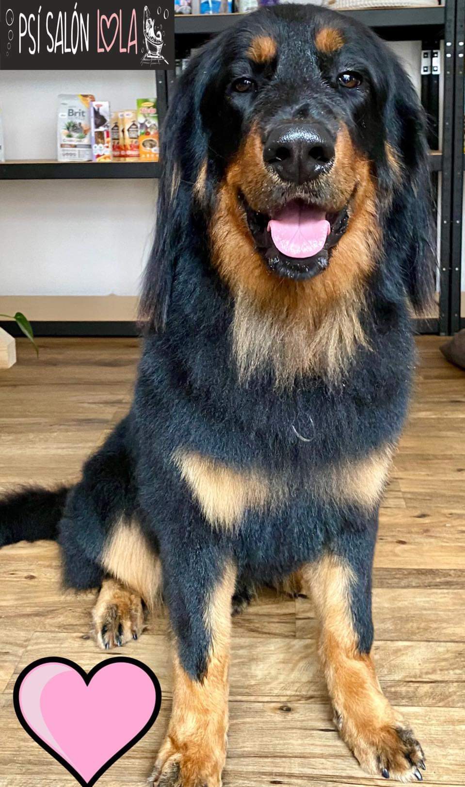 Úprava mazlíčka — Psí salon Lola Jičín