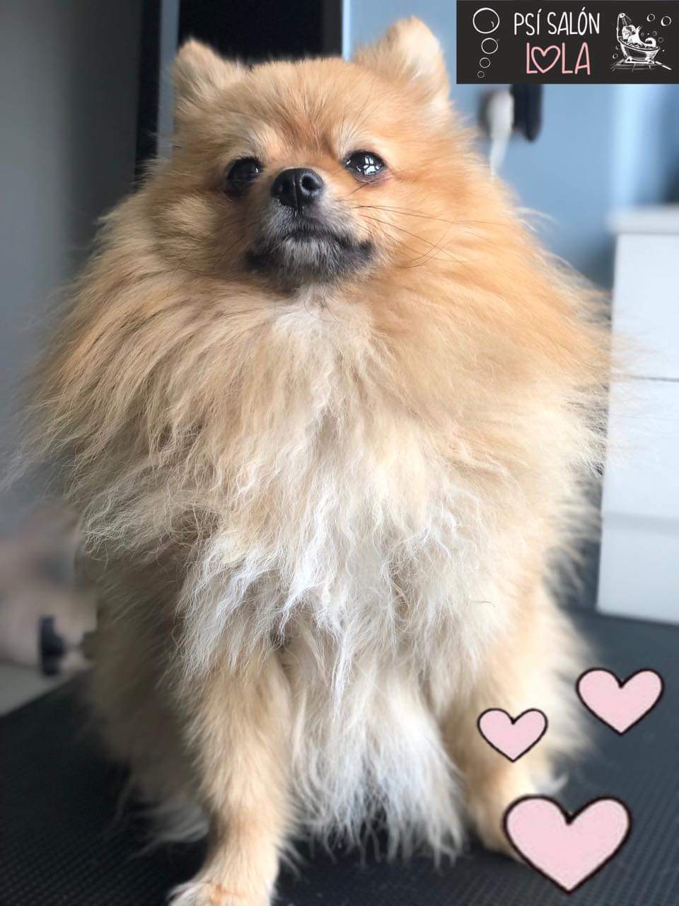 Úprava mazlíčka — Psí salon Lola Jičín