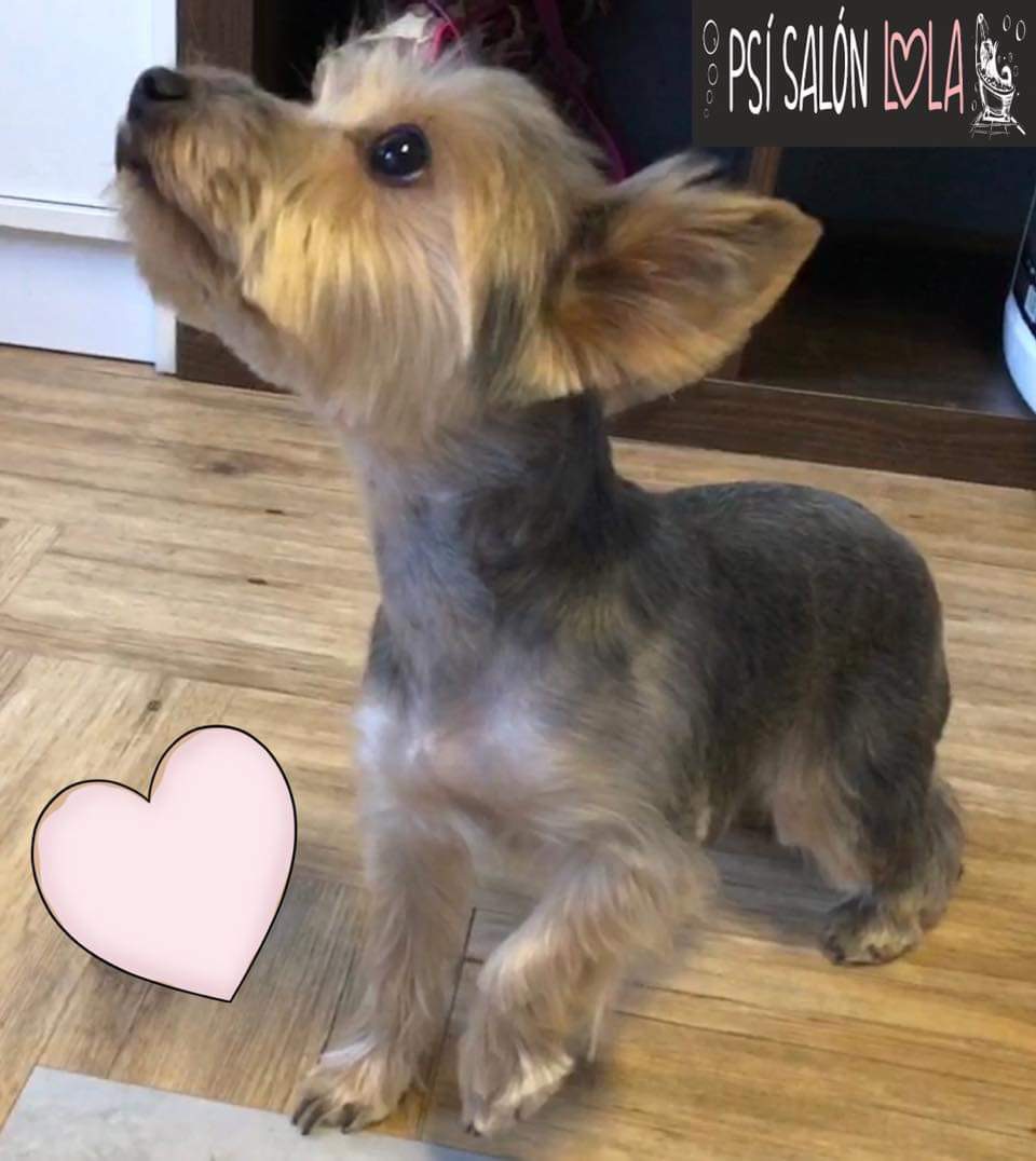 Úprava mazlíčka — Psí salon Lola Jičín