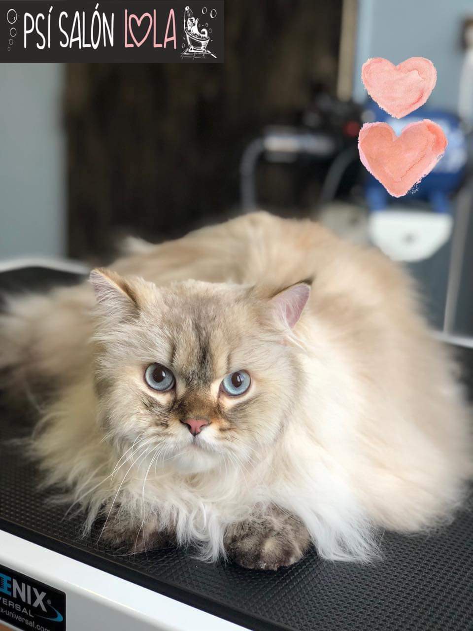 Úprava mazlíčka — Psí salon Lola Jičín