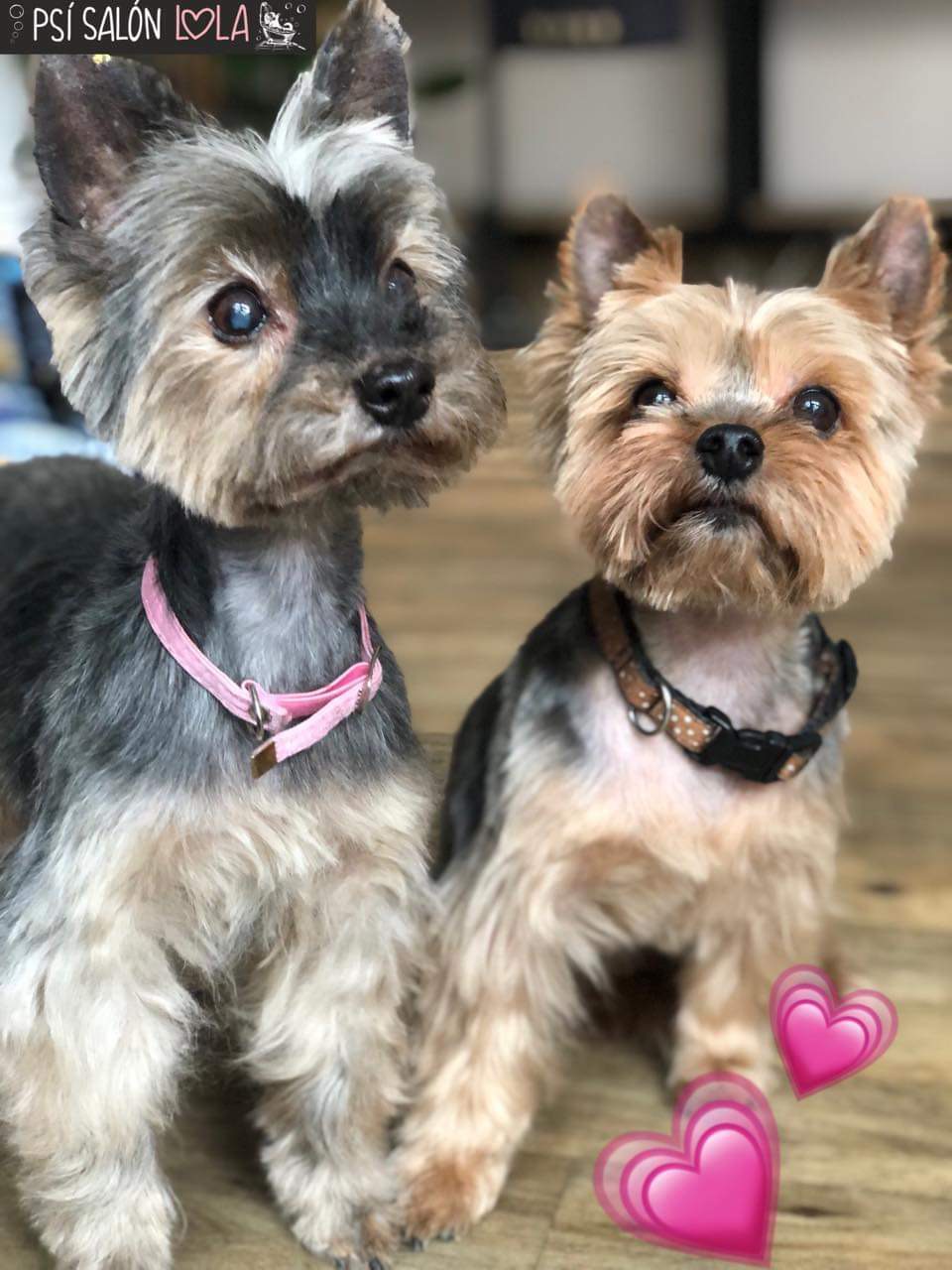 Úprava mazlíčka — Psí salon Lola Jičín