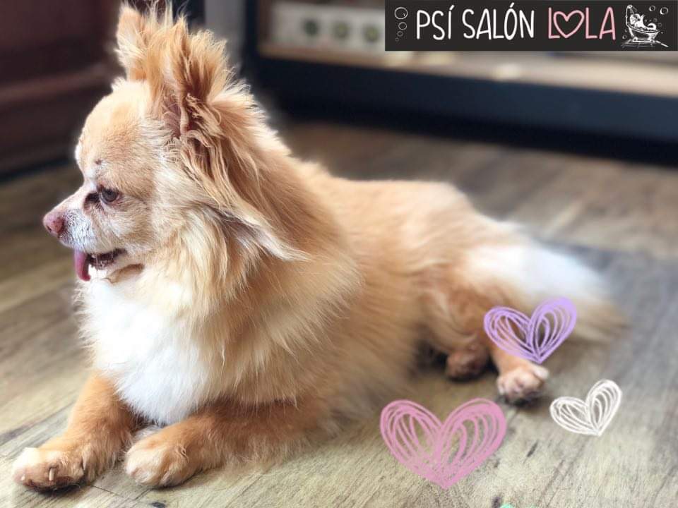 Úprava mazlíčka — Psí salon Lola Jičín