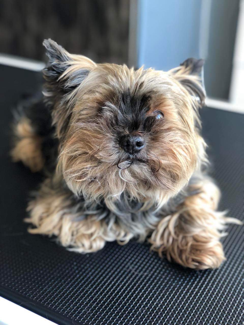 Úprava mazlíčka — Psí salon Lola Jičín