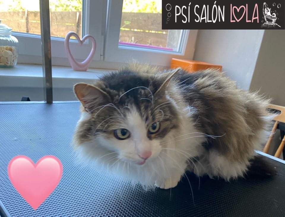 Úprava mazlíčka — Psí salon Lola Jičín