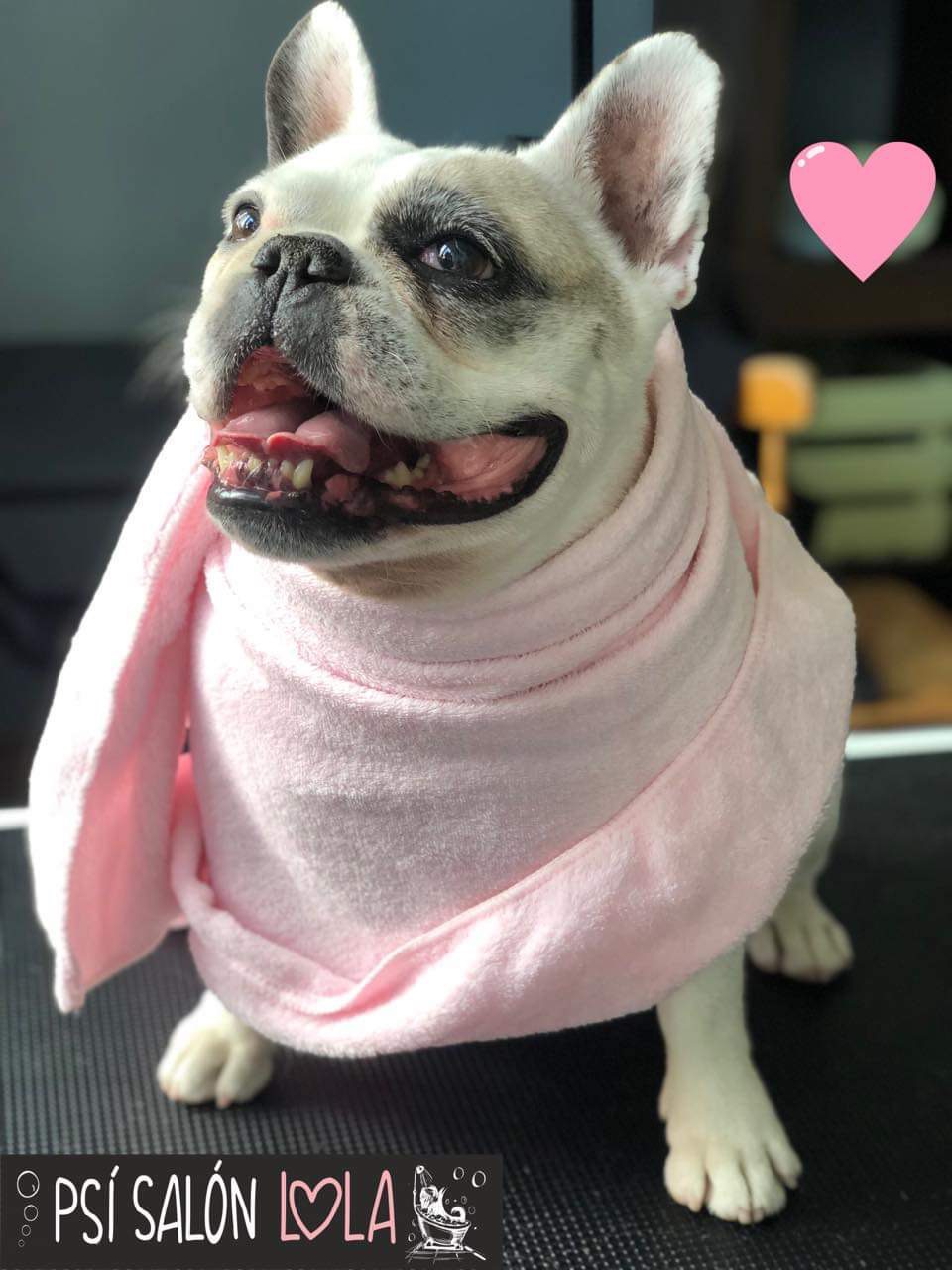 Úprava mazlíčka — Psí salon Lola Jičín