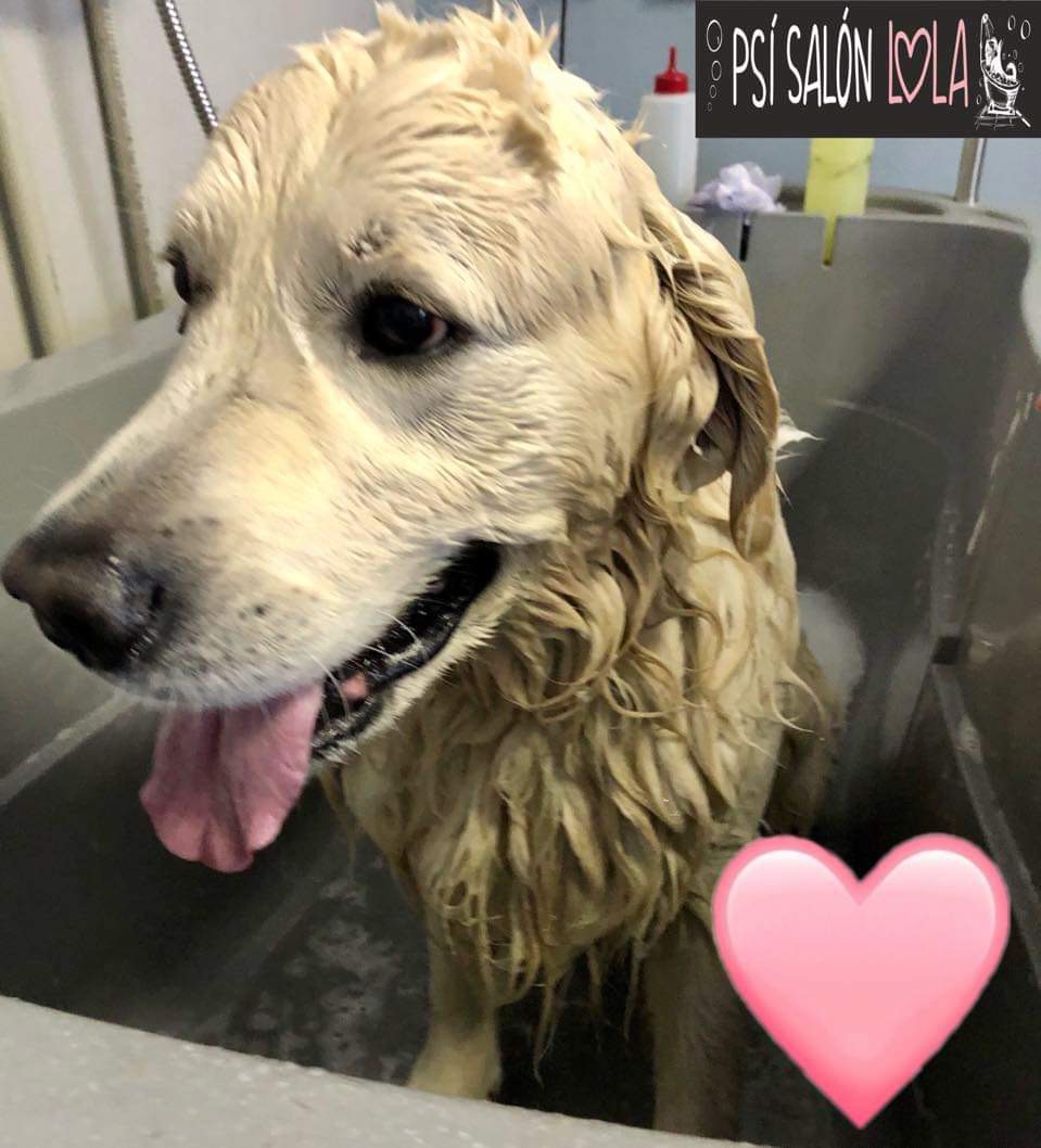 Úprava mazlíčka — Psí salon Lola Jičín