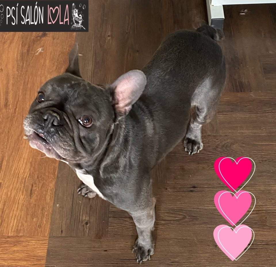 Úprava mazlíčka — Psí salon Lola Jičín