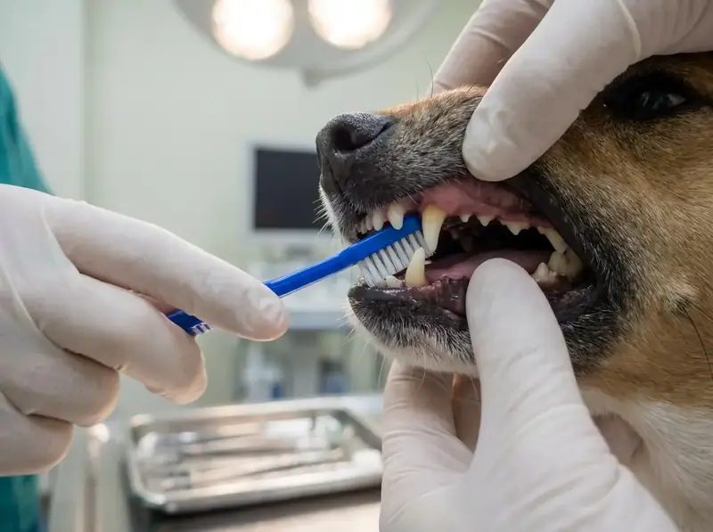 Dentální hygiena psů — Psí salon Lola Jičín